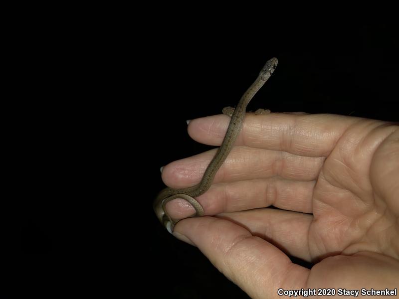 Dekay's Brownsnake (Storeria dekayi)