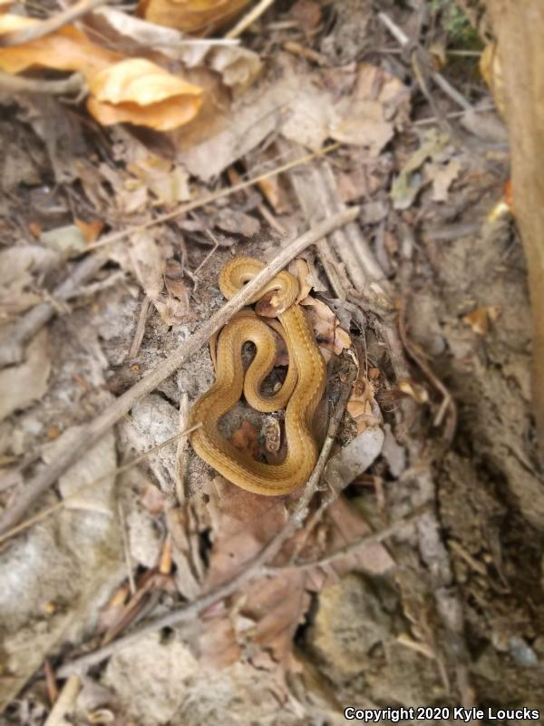 Northern Red-bellied Snake (Storeria occipitomaculata occipitomaculata)