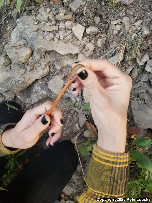 Northern Red-bellied Snake (Storeria occipitomaculata occipitomaculata)