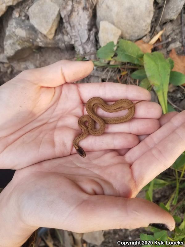 Northern Red-bellied Snake (Storeria occipitomaculata occipitomaculata)