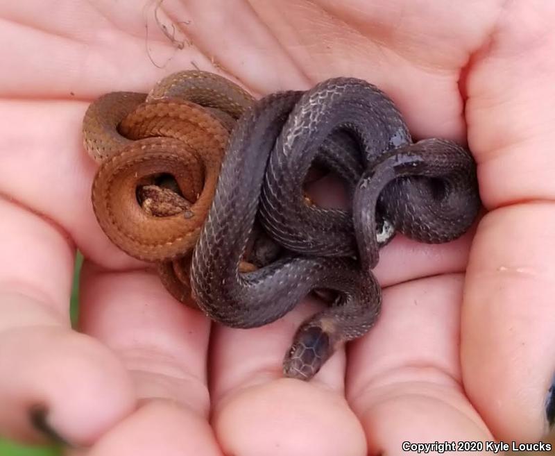 Northern Red-bellied Snake (Storeria occipitomaculata occipitomaculata)