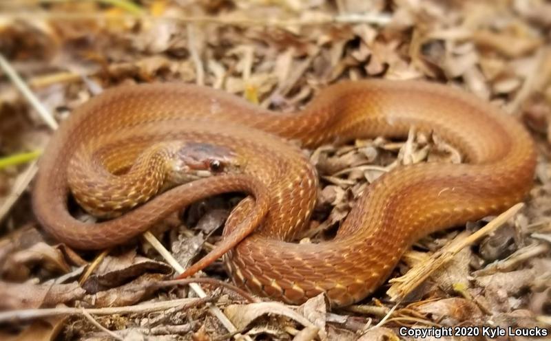 Northern Red-bellied Snake (Storeria occipitomaculata occipitomaculata)