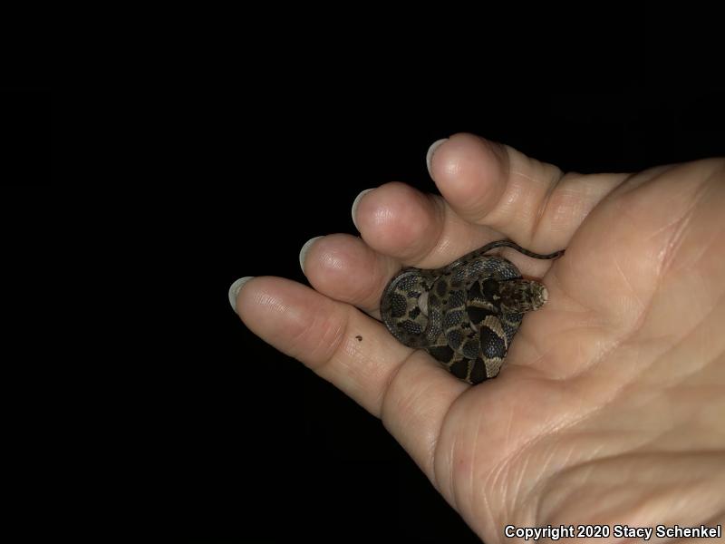 Northern Watersnake (Nerodia sipedon)