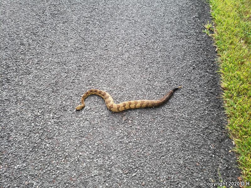 Timber Rattlesnake (Crotalus horridus)