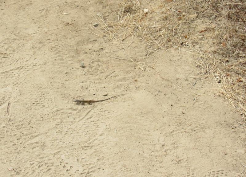 Coastal Whiptail (Aspidoscelis tigris stejnegeri)