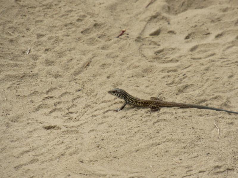 Coastal Whiptail (Aspidoscelis tigris stejnegeri)