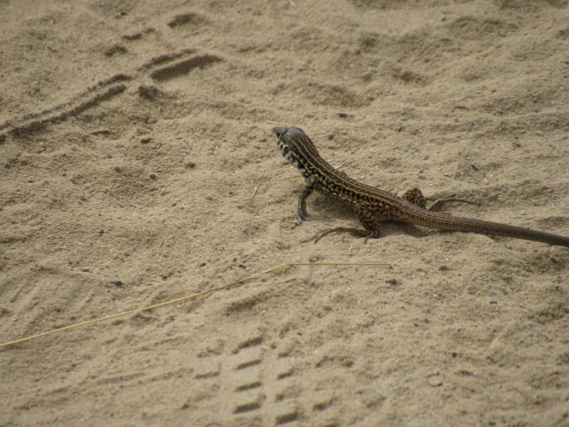 Coastal Whiptail (Aspidoscelis tigris stejnegeri)