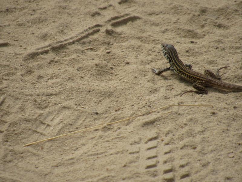 Coastal Whiptail (Aspidoscelis tigris stejnegeri)