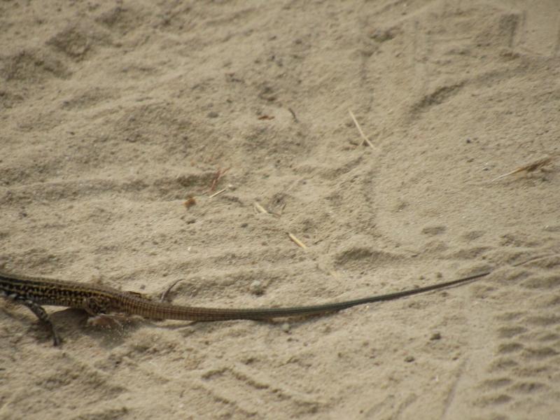 Coastal Whiptail (Aspidoscelis tigris stejnegeri)