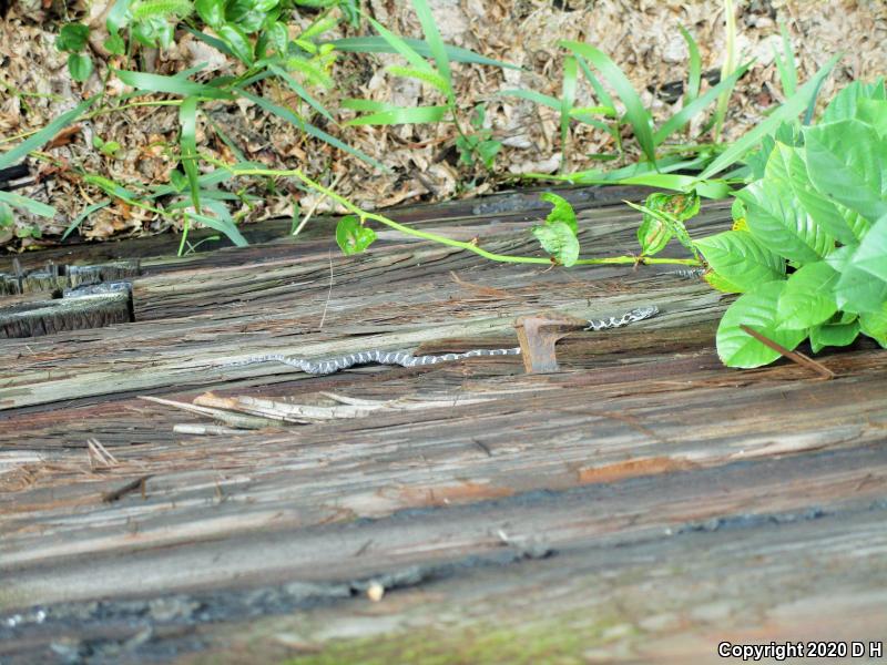 Black Ratsnake (Pantherophis obsoletus obsoletus)