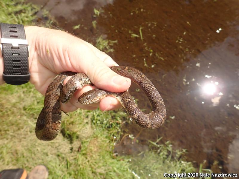 Northern Watersnake (Nerodia sipedon sipedon)