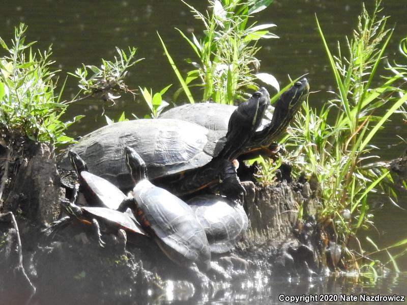 Painted Turtle (Chrysemys picta)