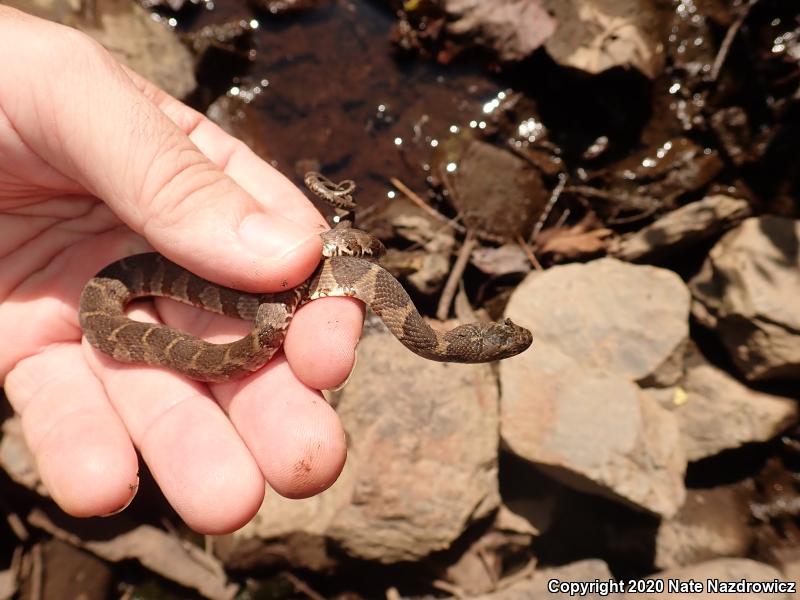 Northern Watersnake (Nerodia sipedon sipedon)