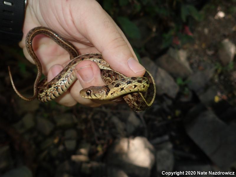 Eastern Gartersnake (Thamnophis sirtalis sirtalis)