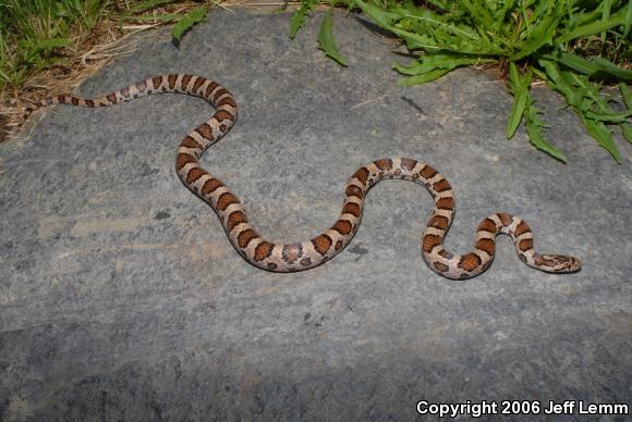 Eastern Milksnake (Lampropeltis triangulum triangulum)