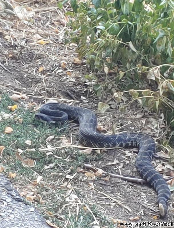 Southern Pacific Rattlesnake (Crotalus oreganus helleri)