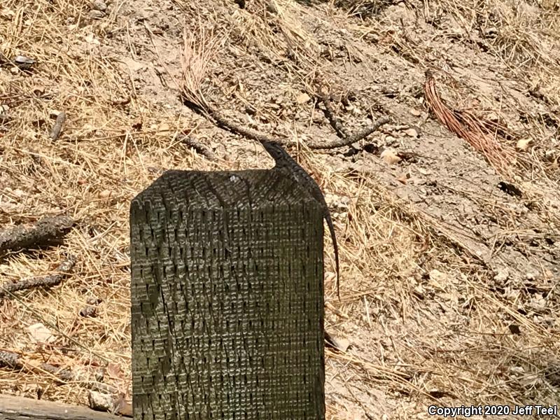 Great Basin Fence Lizard (Sceloporus occidentalis longipes)