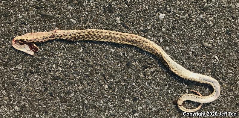 San Diego Gopher Snake (Pituophis catenifer annectens)