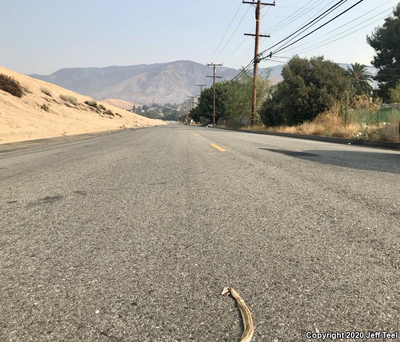 San Diego Gopher Snake (Pituophis catenifer annectens)