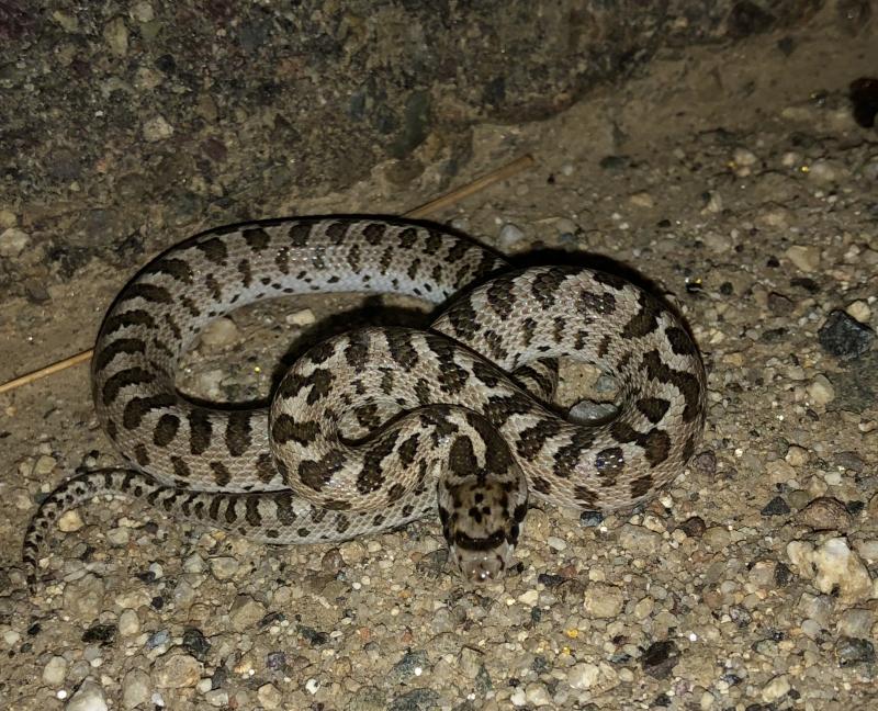 California Glossy Snake (Arizona elegans occidentalis)