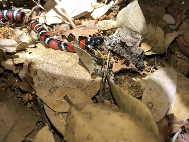 San Diego Mountain Kingsnake (Lampropeltis zonata pulchra)