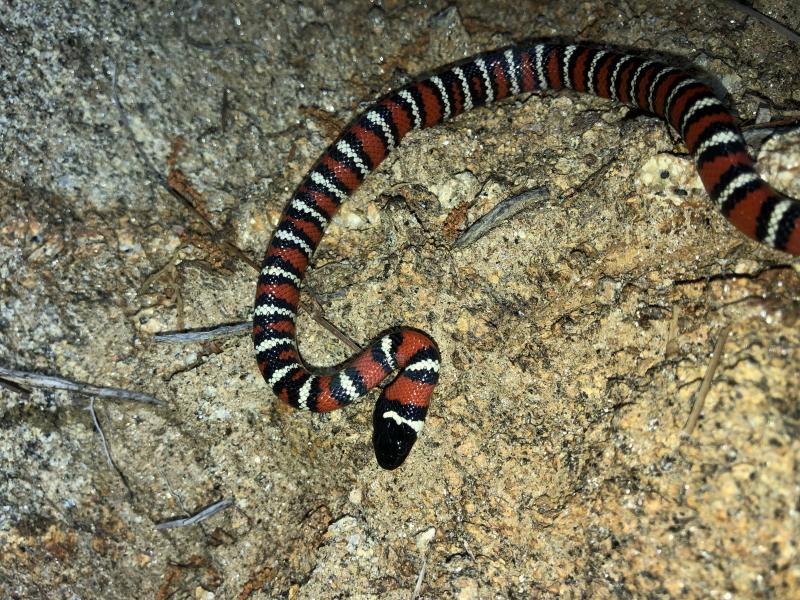 San Diego Mountain Kingsnake (Lampropeltis zonata pulchra)