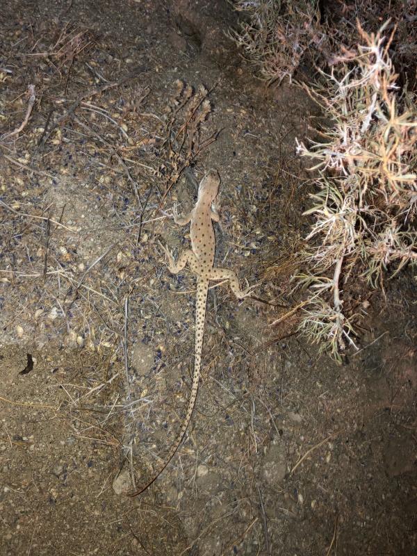 Longnose Leopard Lizard (Gambelia wislizenii)