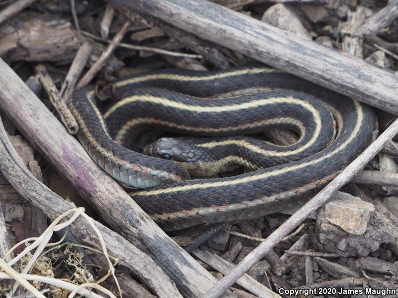 Coast Gartersnake (Thamnophis elegans terrestris)