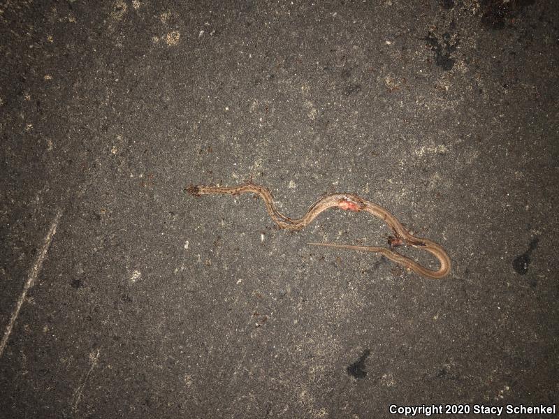 Dekay's Brownsnake (Storeria dekayi)