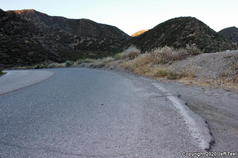 Southern Pacific Rattlesnake (Crotalus oreganus helleri)