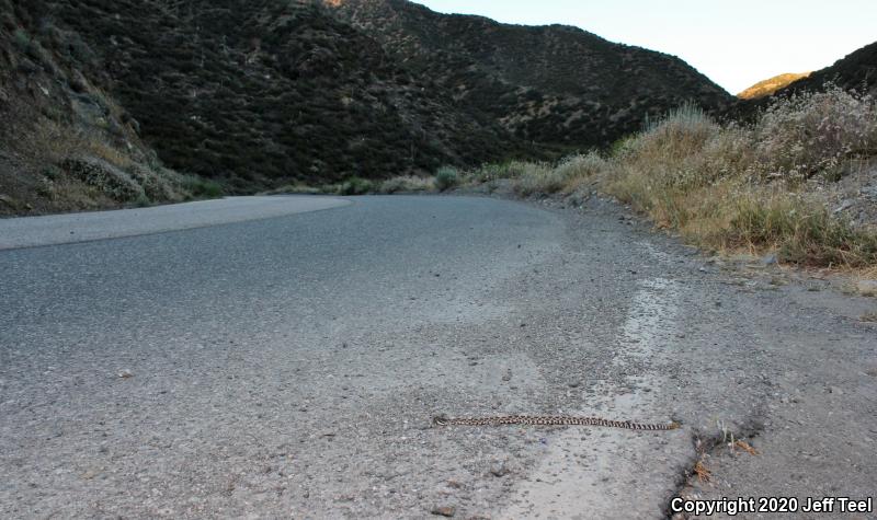 Southern Pacific Rattlesnake (Crotalus oreganus helleri)