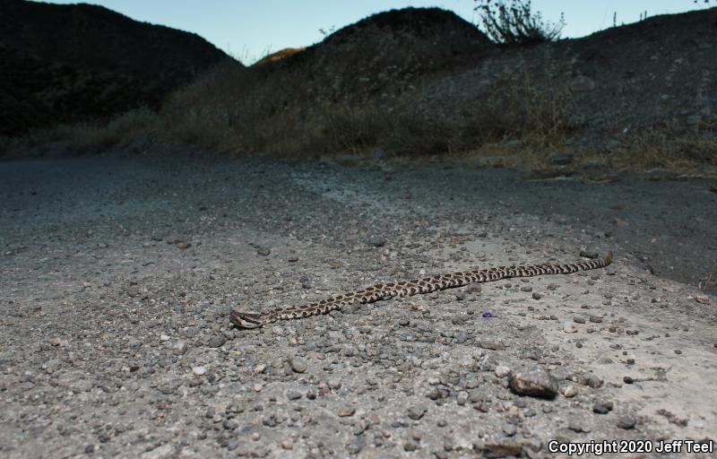 Southern Pacific Rattlesnake (Crotalus oreganus helleri)