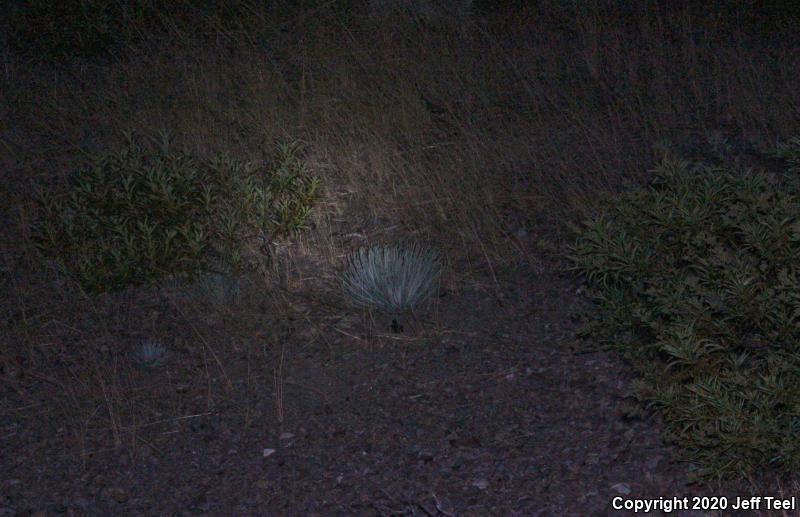 Southern Pacific Rattlesnake (Crotalus oreganus helleri)