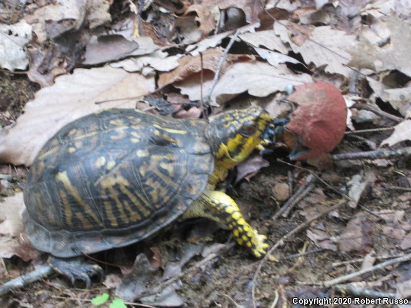 Eastern Box Turtle (Terrapene carolina carolina)