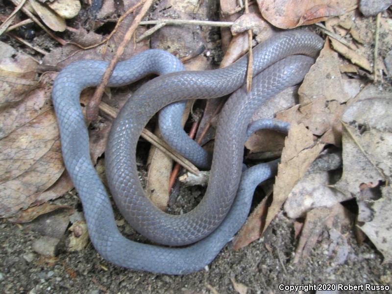 Eastern Wormsnake (Carphophis amoenus amoenus)