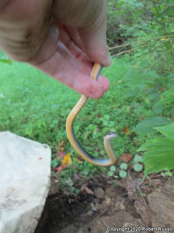 Northern Ring-necked Snake (Diadophis punctatus edwardsii)