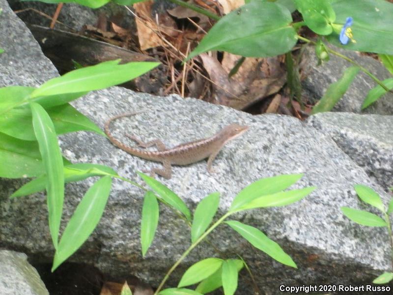 Northern Green Anole (Anolis carolinensis carolinensis)