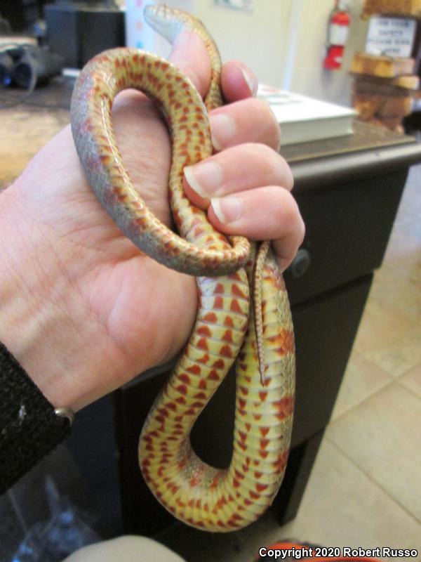 Northern Watersnake (Nerodia sipedon sipedon)