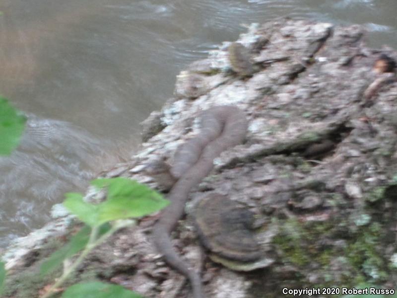 Northern Watersnake (Nerodia sipedon sipedon)