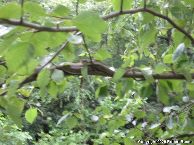 Northern Watersnake (Nerodia sipedon sipedon)