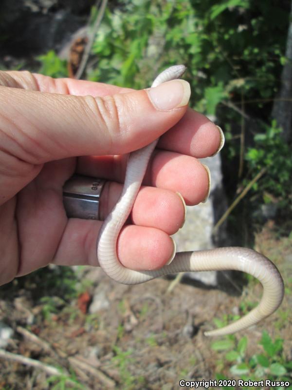 Smooth Earthsnake (Virginia valeriae)