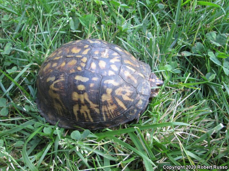 Eastern Box Turtle (Terrapene carolina carolina)