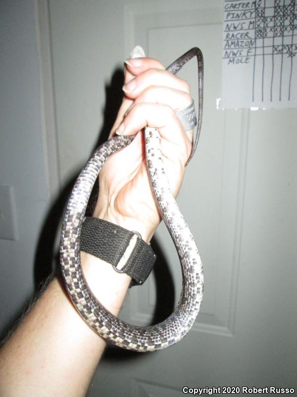 Black Ratsnake (Pantherophis obsoletus obsoletus)