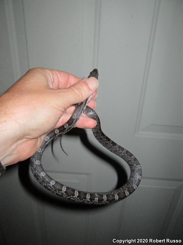 Black Ratsnake (Pantherophis obsoletus obsoletus)