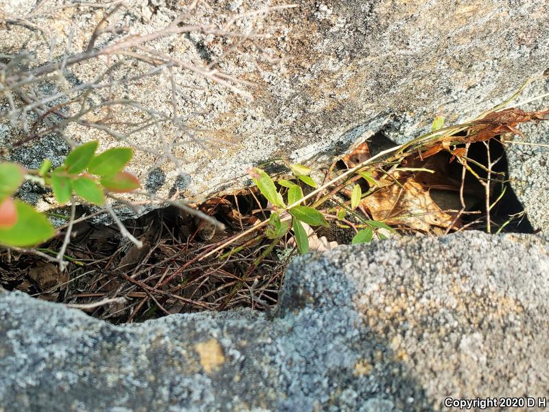 Timber Rattlesnake (Crotalus horridus)