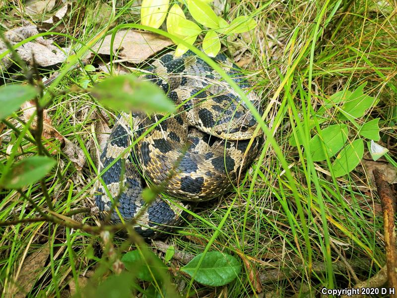 Eastern Hog-nosed Snake (Heterodon platirhinos)