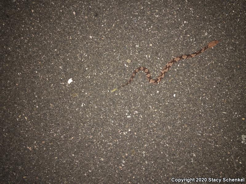 Copperhead (Agkistrodon contortrix)