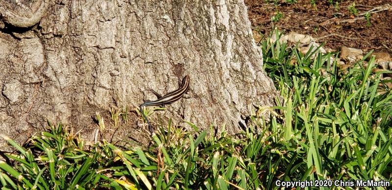 Five-lined Skink (Plestiodon fasciatus)