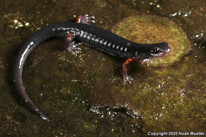 Southern Appalachian Salamander (Plethodon teyahalee)