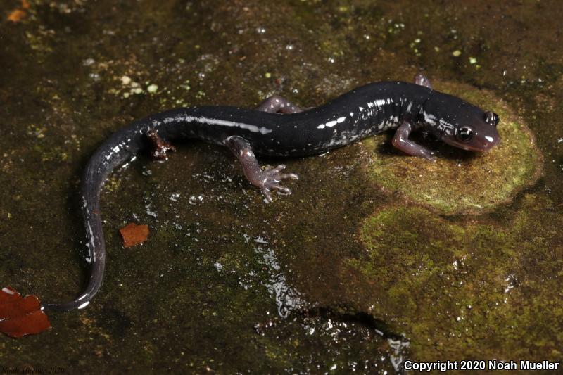 Southern Appalachian Salamander (Plethodon teyahalee)